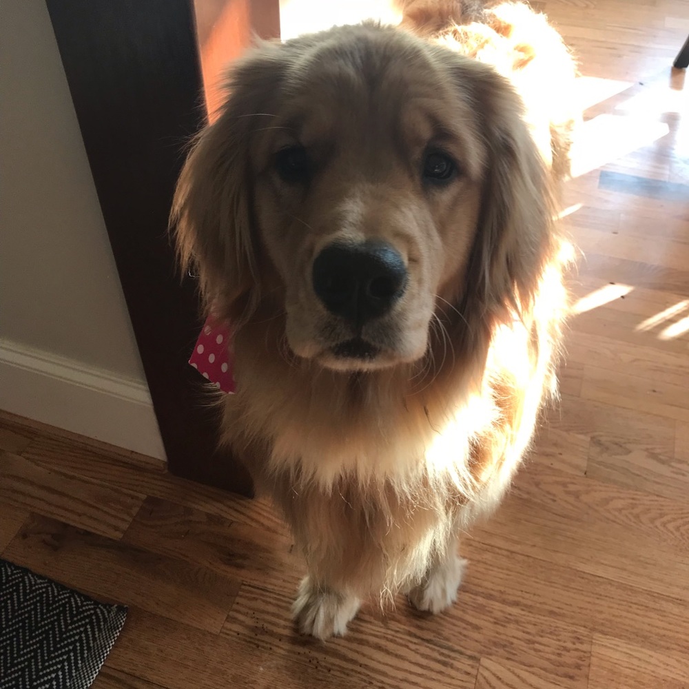 Meet your Posher, Julie